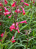 PENSTEMON SCHOENHOLZERI