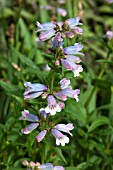 PENSTEMON SHERBOURNE BLUE