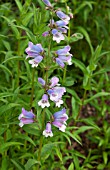 PENSTEMON STAPLEFORD GEM