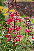 PENSTEMON TORQUAY GEM