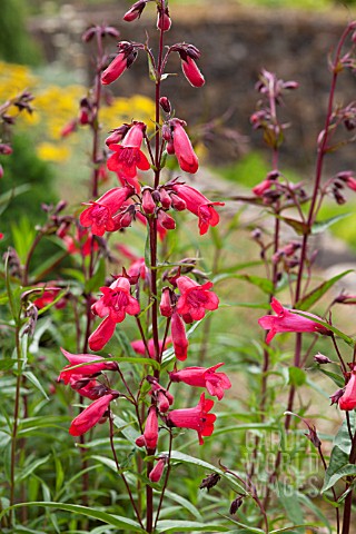 PENSTEMON_TORQUAY_GEM