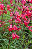 PENSTEMON TORQUAY GEM