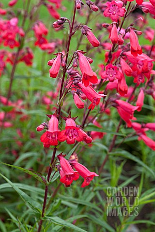 PENSTEMON_TORQUAY_GEM