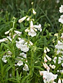 PENSTEMON WHITE BELLS