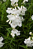 PENSTEMON WHITE BELLS