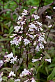 PENSTEMON DIGITALIS HUSKER RED