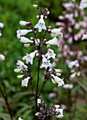 PENSTEMON DIGITALIS HUSKER RED