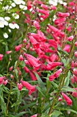 PENSTEMON RUBICUNDUS