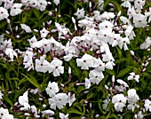 PHLOX MINNIE PEARL