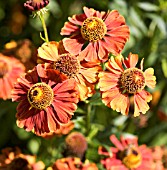 HELENIUM FLAMMENDES KATCHEN