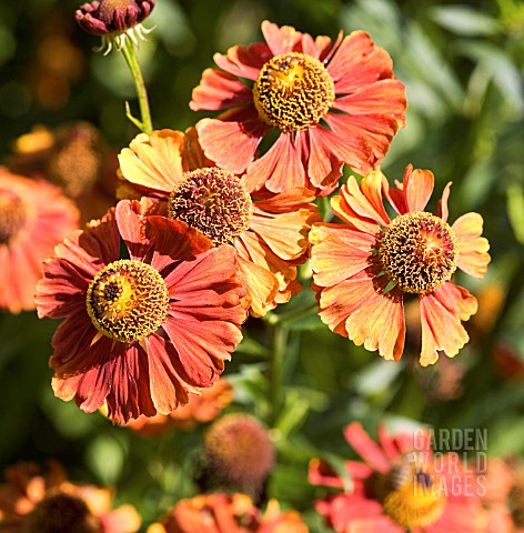 HELENIUM_FLAMMENDES_KATCHEN