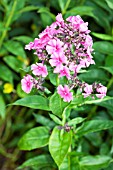 PHLOX PANICULATA CHERRY PINK