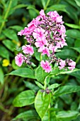 PHLOX PANICULATA CHERRY PINK