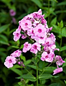 PHLOX PANICULATA VISIONS