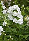 PHLOX PANICULATA WHITE ADMIRAL