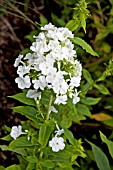 PHLOX PANICULATA WHITE ADMIRAL