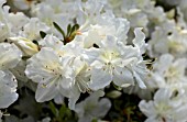 RHODODENDRON AZALEA CYTHERIA