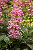 RODGERSIA BLICKFANG