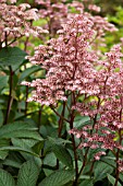 RODGERSIA BLICKFANG