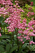 RODGERSIA BLICKFANG