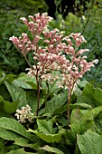 RODGERSIA BADENWEILER