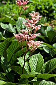 RODGERSIA HENRICI