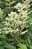 RODGERSIA NEPALENSIS