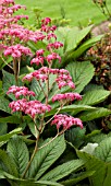 RODGERSIA PINNATA CRUG CARDINAL