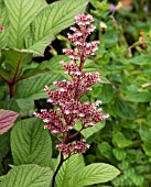 RODGERSIA PINNATA MAURICE MASON