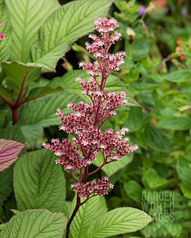 RODGERSIA_PINNATA_MAURICE_MASON