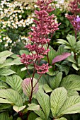 RODGERSIA PINNATA MAURICE MASON