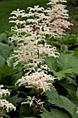 RODGERSIA PURDOMII