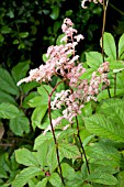 RODGERSIA SAMBUCIFOLIA