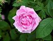 ROSA COMTE DE CHAMBORD