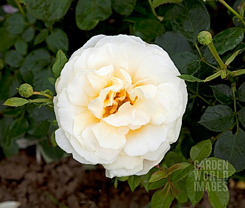 ROSA_CREME_DE_LA_CREME