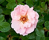 ROSA FESTIVE JEWEL AND ROSE FLEA BEETLES