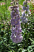 DELPHINIUM MAGIC FOUNTAIN