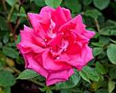 ROSA WENDY CUSSONS