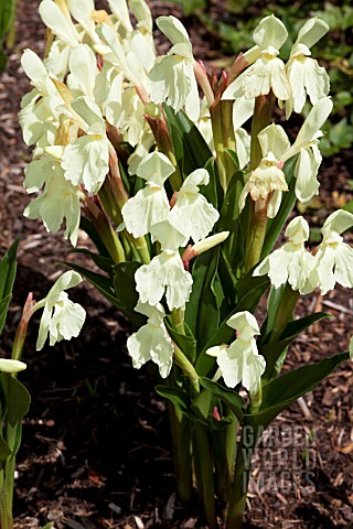 ROSCOEA_CAUTLEYOIDES_KEW_BEAUTY