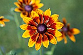 RUDBECKIA BERLIN