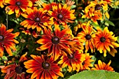 RUDBECKIA HIRTA RUSTIC DWARF