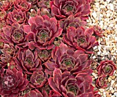 SEMPERVIVUM OTHELLO