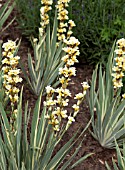 SISYRINCHIUM STRIATUM AUNT MAY