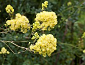 THALICTRUM FLAVUM SSP GLAUCUM