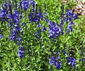 VERONICA AUSTRIACA BLUE FOUNTAIN