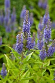 VERONICA KIUSIANA SSP JAPONICA