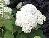 HYDRANGEA ARBORESCENS ANNABELLE