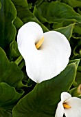 ZANTEDESCHIA APPLE COURT BABE