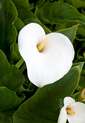 ZANTEDESCHIA_APPLE_COURT_BABE