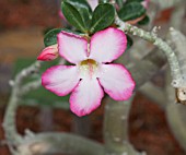 ADENIUM OBESUM VAR. MULTIFLORUM